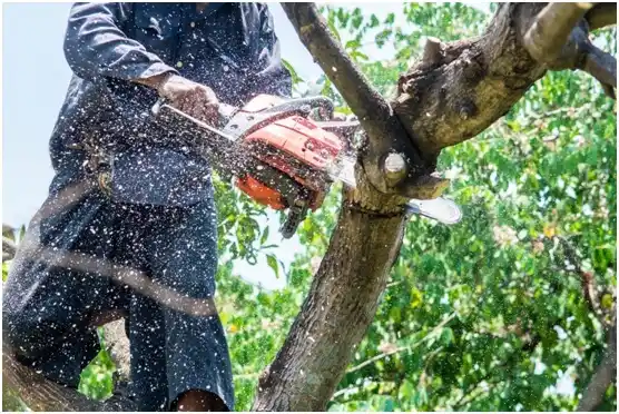 tree services Kohler